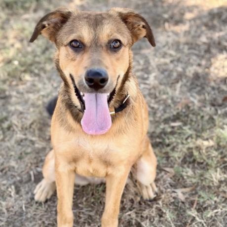 Phoebe (URGENT), Adoptable, Puppy Female German Shepherd Dog.