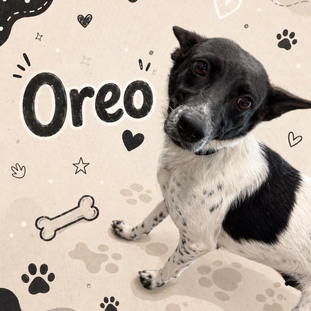 Enlarge Oreo, a Adoptable mixed breed in Waldorf, MD image 2/3