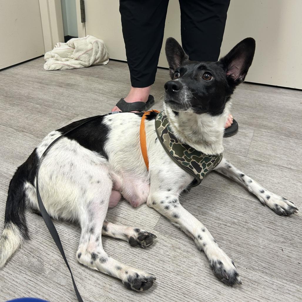 Enlarge Oreo, a Adoptable mixed breed in Waldorf, MD image 3/3