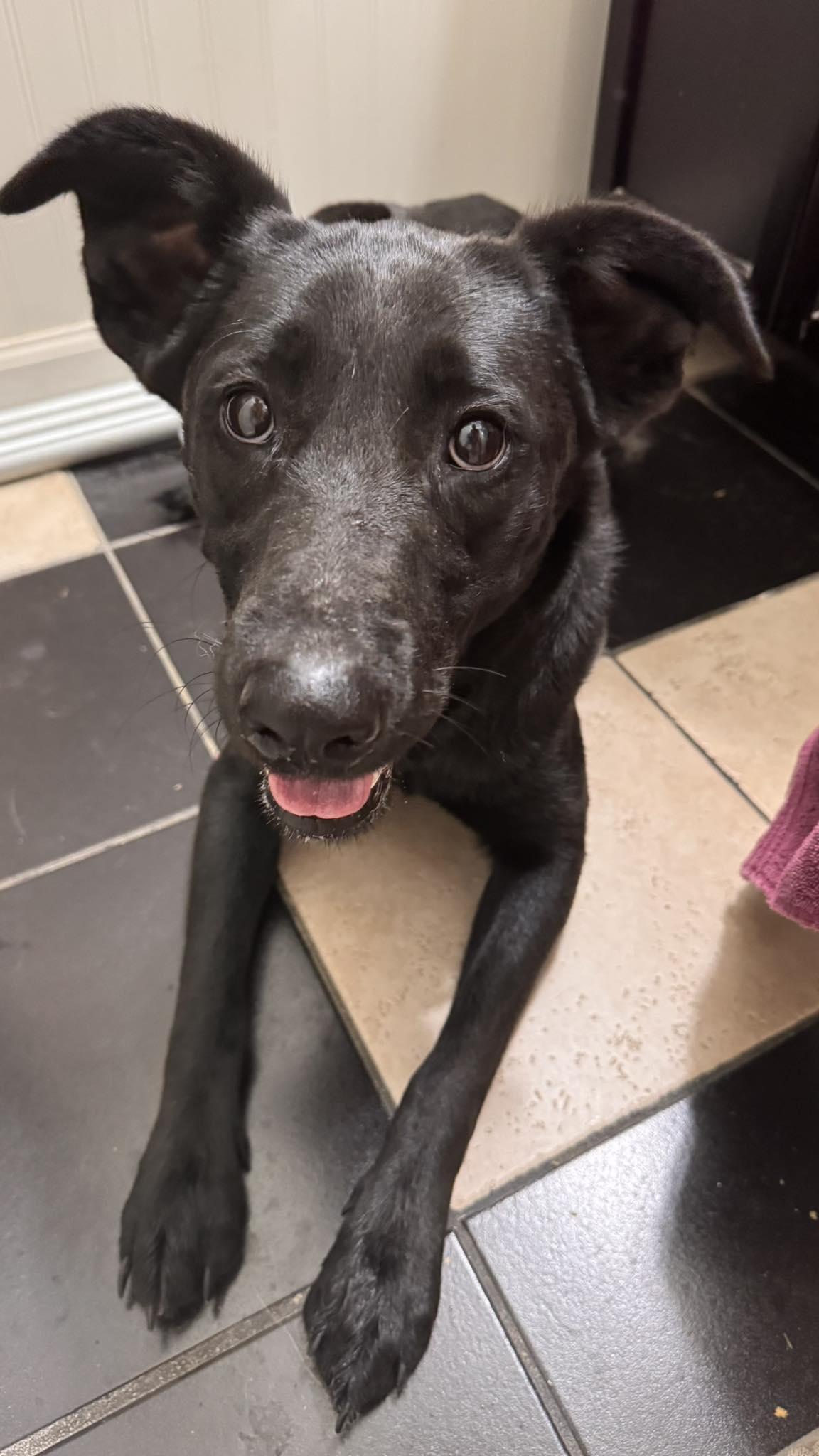 Raven, Adoptable, Adult Female German Shepherd Dog.