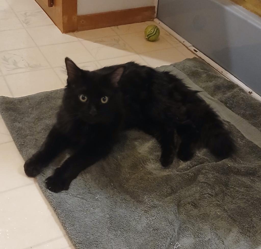 Suguru, Adoptable, Adult Male Domestic Long Hair.