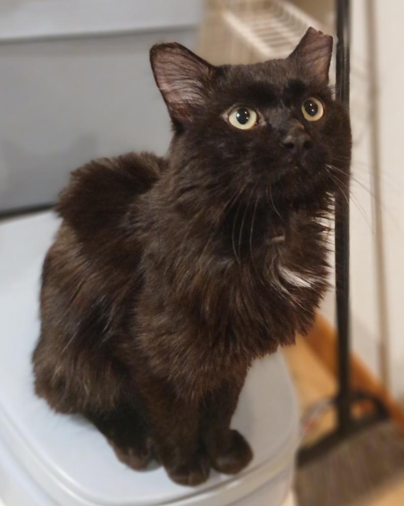 Suguru, a Adoptable mixed breed in Shell Lake, WI image 1/3