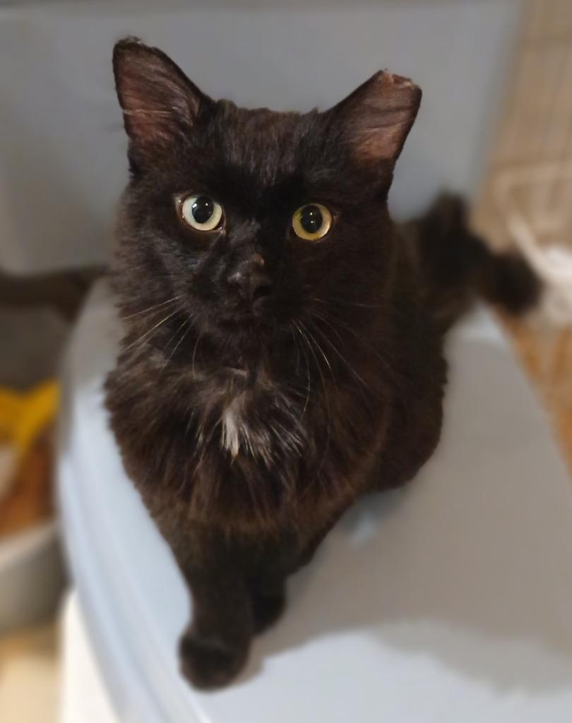 Suguru, a Adoptable mixed breed in Shell Lake, WI image 2/3