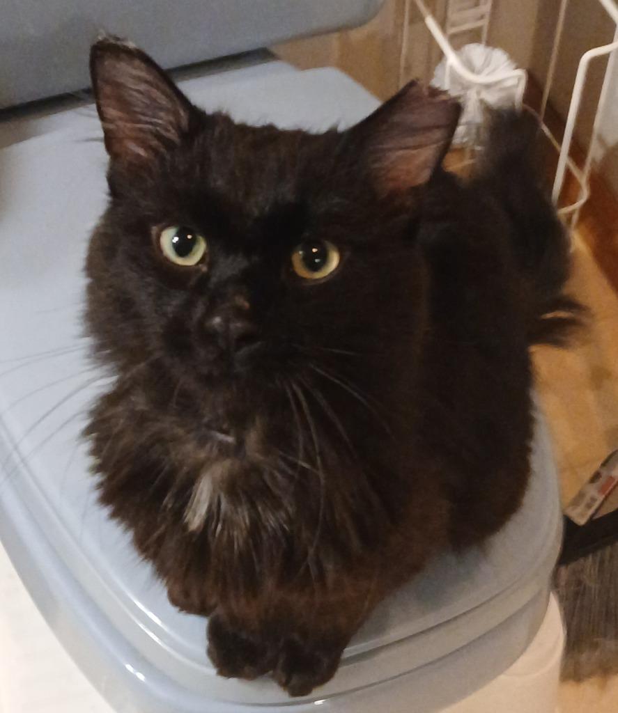 Suguru, a Adoptable mixed breed in Shell Lake, WI image 3/3