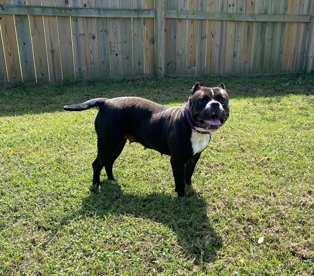 Enlarge Kiwi, a Adoptable American Bully in Grandy, NC image 1/6
