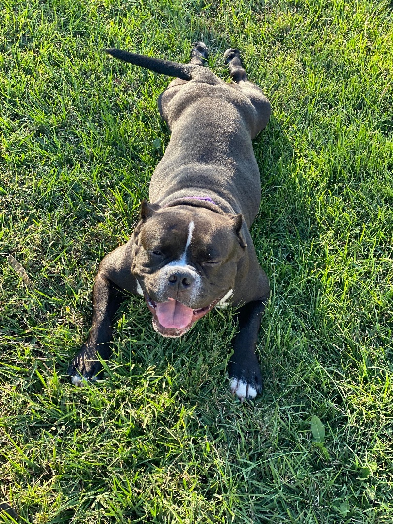 Enlarge Kiwi, a Adoptable American Bully in Grandy, NC image 2/6