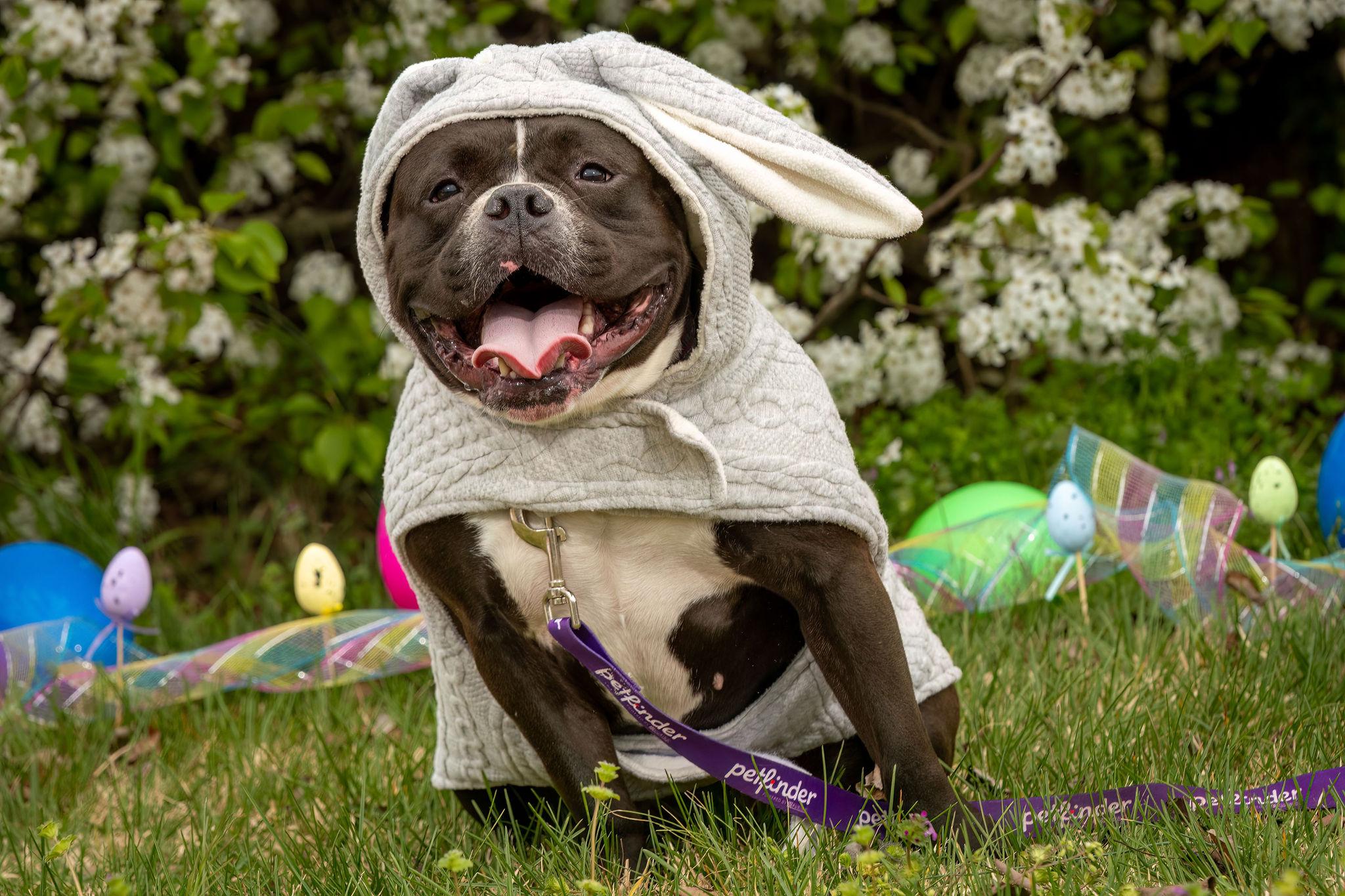 Enlarge Kiwi, a Adoptable American Bully in Grandy, NC image 2/6