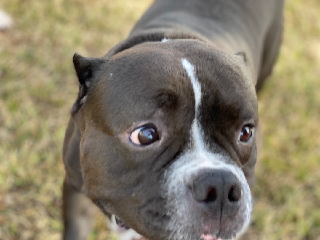 Enlarge Kiwi, a Adoptable American Bully in Grandy, NC image 3/6