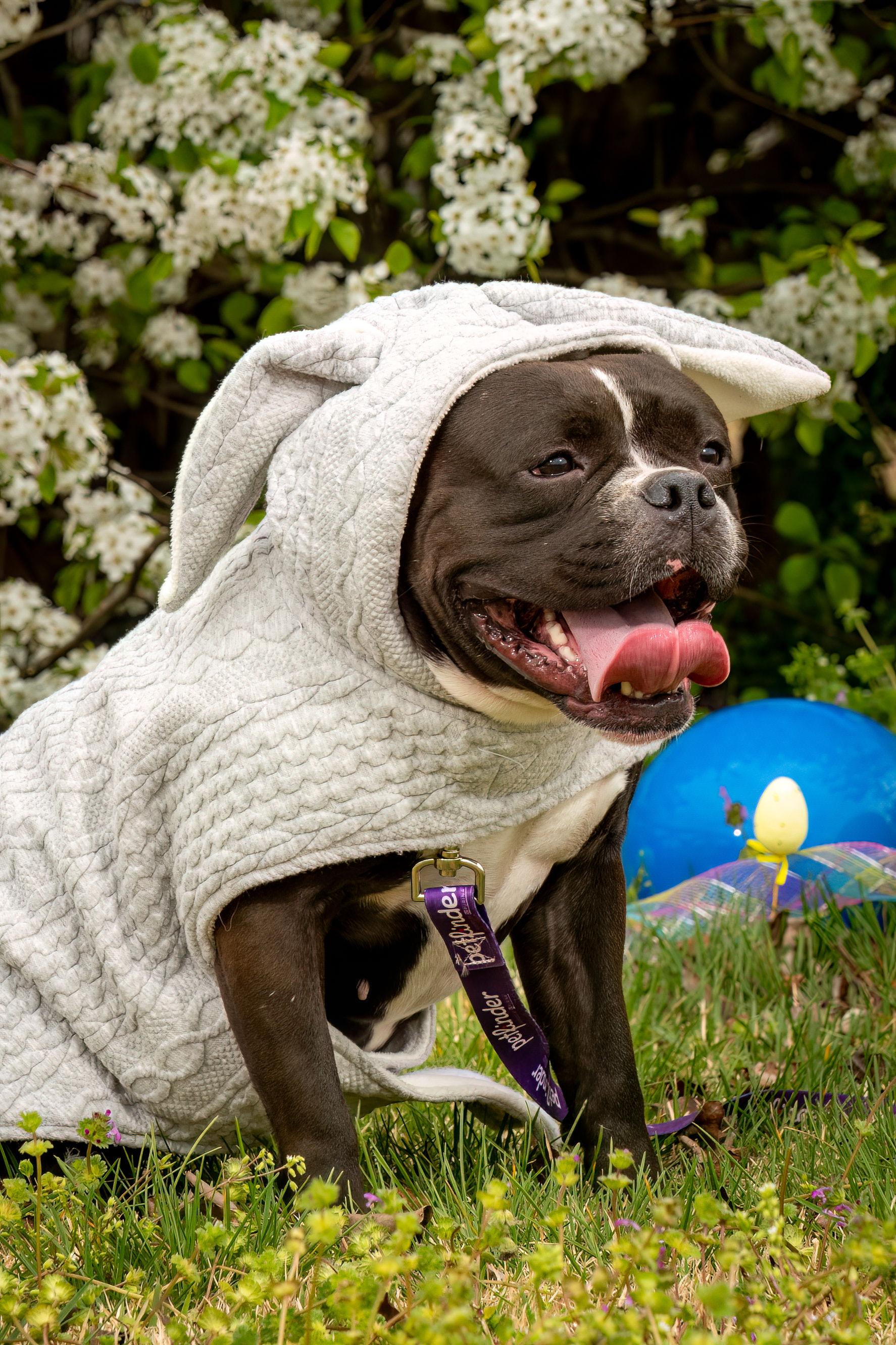 Enlarge Kiwi, a Adoptable American Bully in Grandy, NC image 4/6