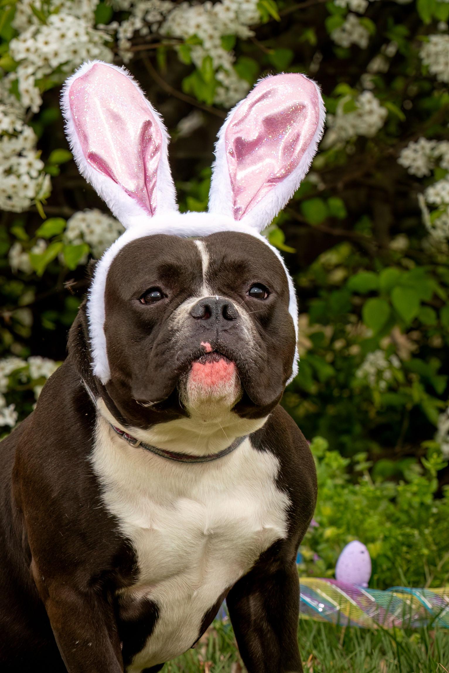 Kiwi, Adoptable, Adult Female American Bully.