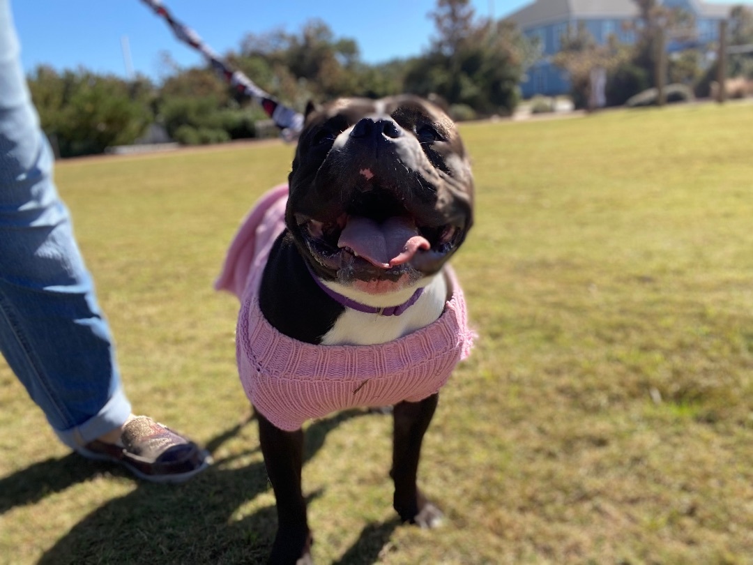 Enlarge Kiwi, a Adoptable American Bully in Grandy, NC image 4/6