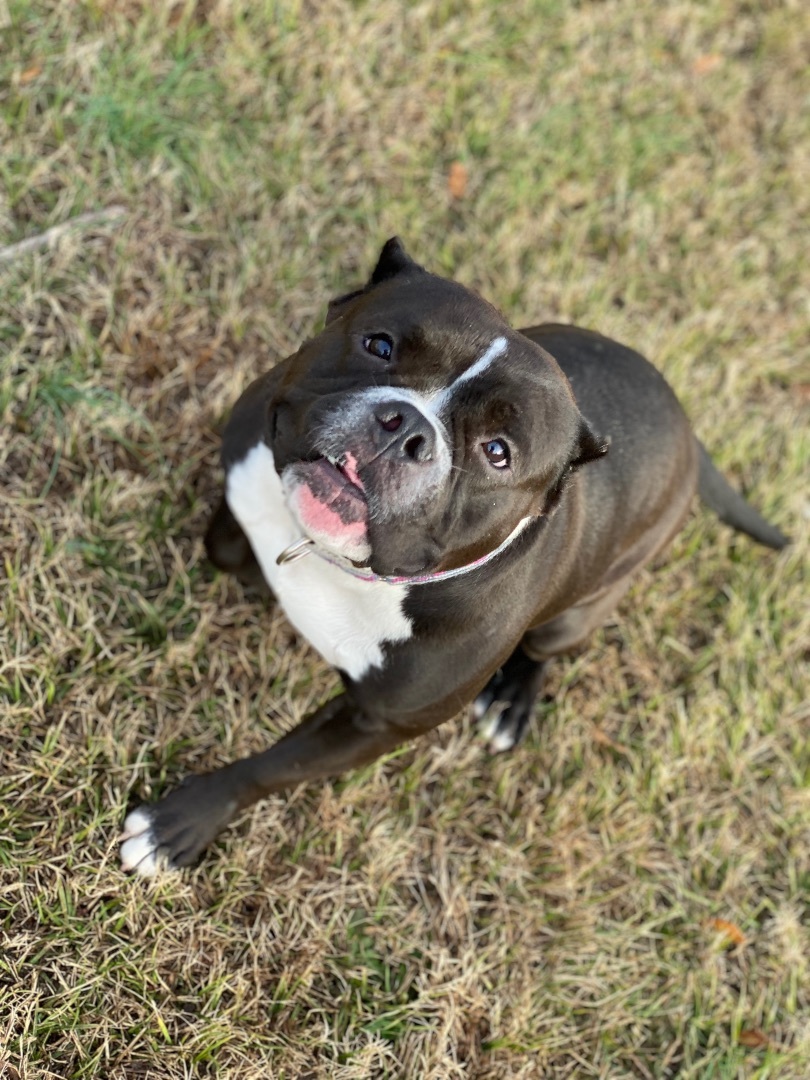 Enlarge Kiwi, a Adoptable American Bully in Grandy, NC image 5/6