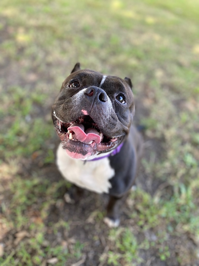 Enlarge Kiwi, a Adoptable American Bully in Grandy, NC image 6/6