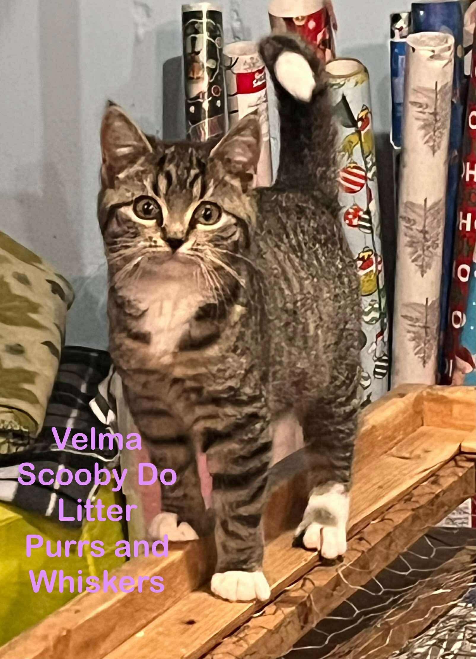 Enlarge Velma, a Adoptable Domestic Short Hair in New Hartford, NY image 1/1