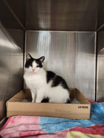 Enlarge Willow, a Adoptable Domestic Short Hair in Lafayette, IN image 1/1