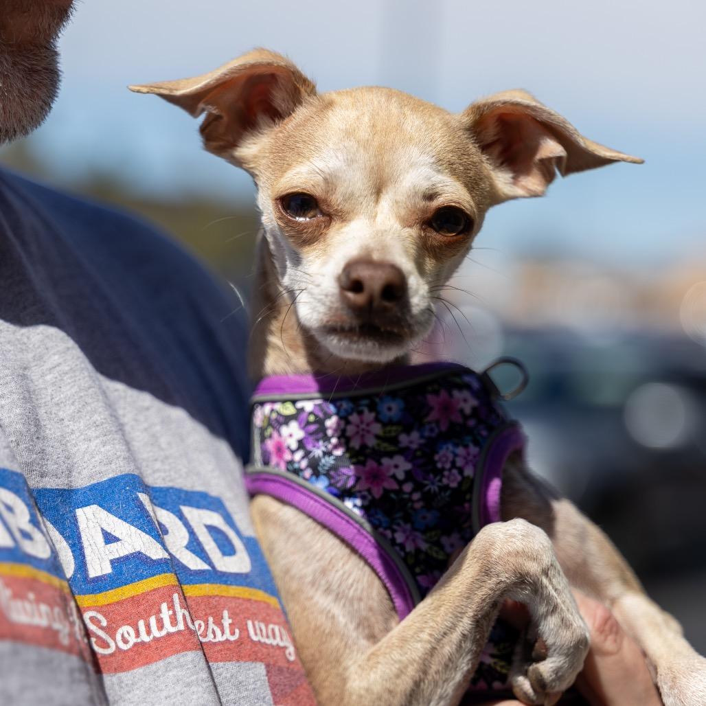 Enlarge Muffin, a Adoptable mixed breed in Las Vegas, NV image 1/3