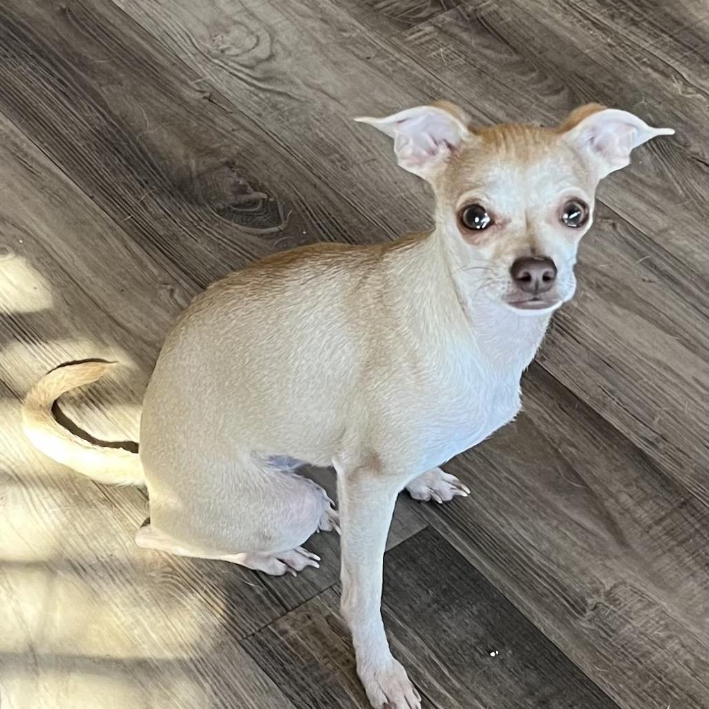 Enlarge Muffin, a Adoptable mixed breed in Las Vegas, NV image 3/3