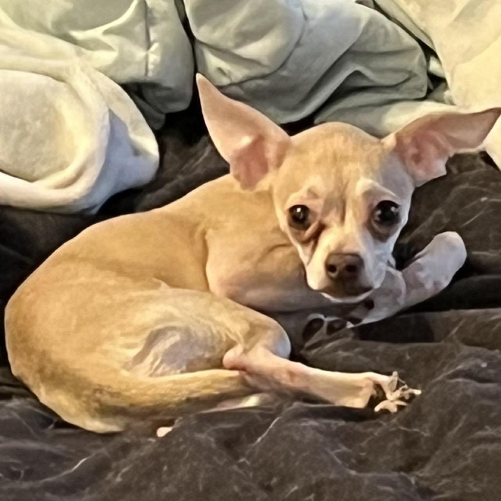 Muffin, Adoptable, Young Female Chihuahua.