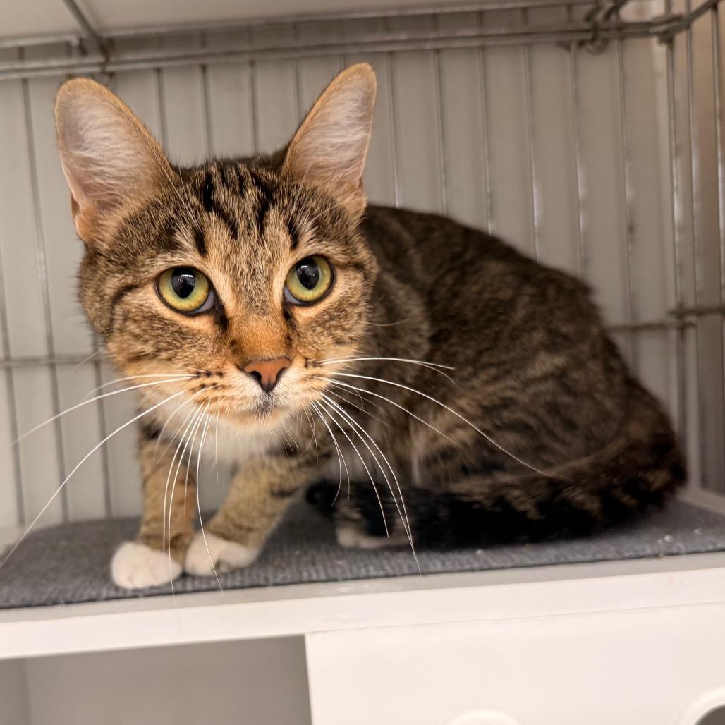 Enlarge Hazel, a Adoptable Domestic Short Hair in Rangely, CO image 1/1