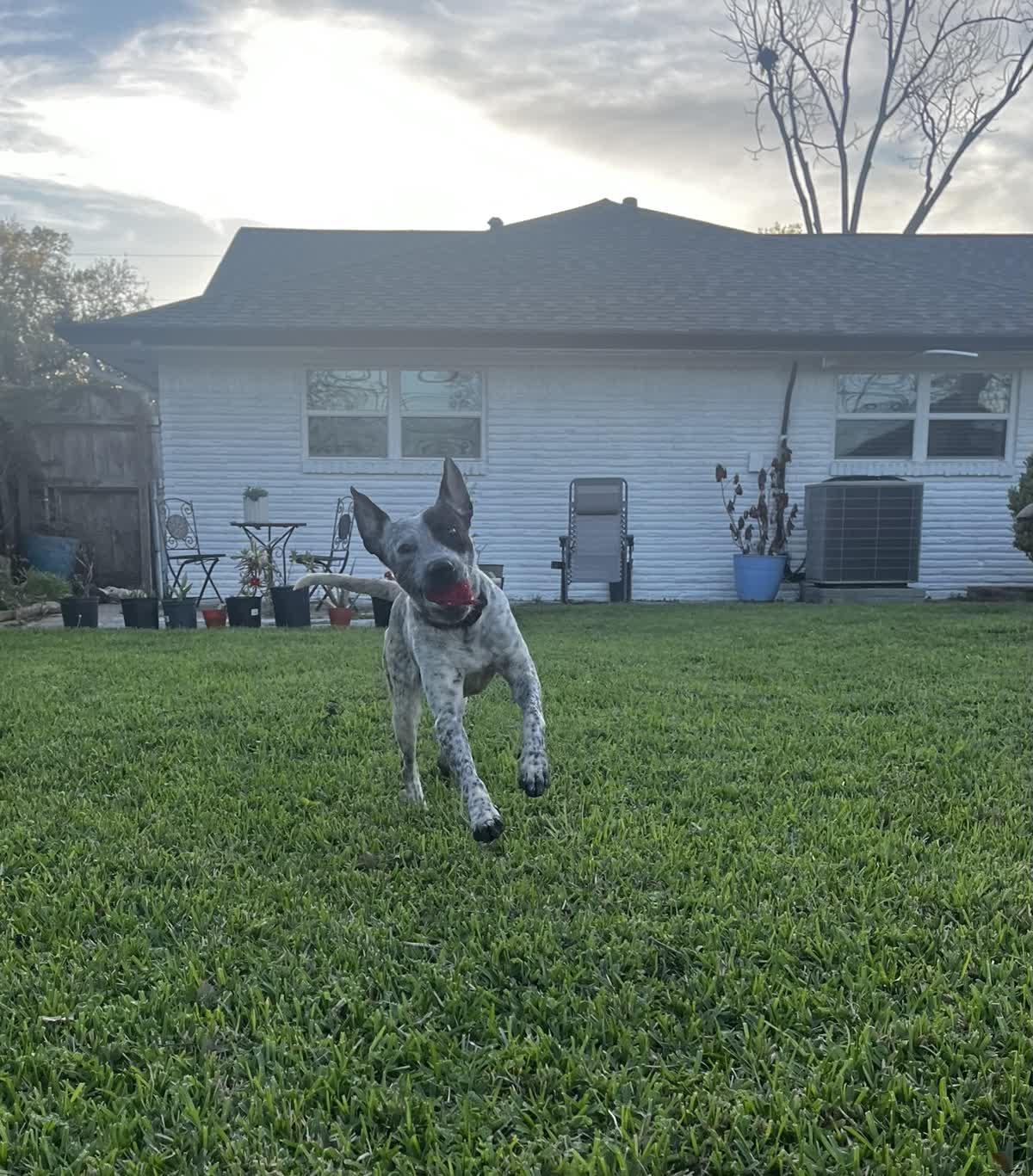 Enlarge Kinder, a ADOPTABLE mixed breed in Orlando, FL image 2/5