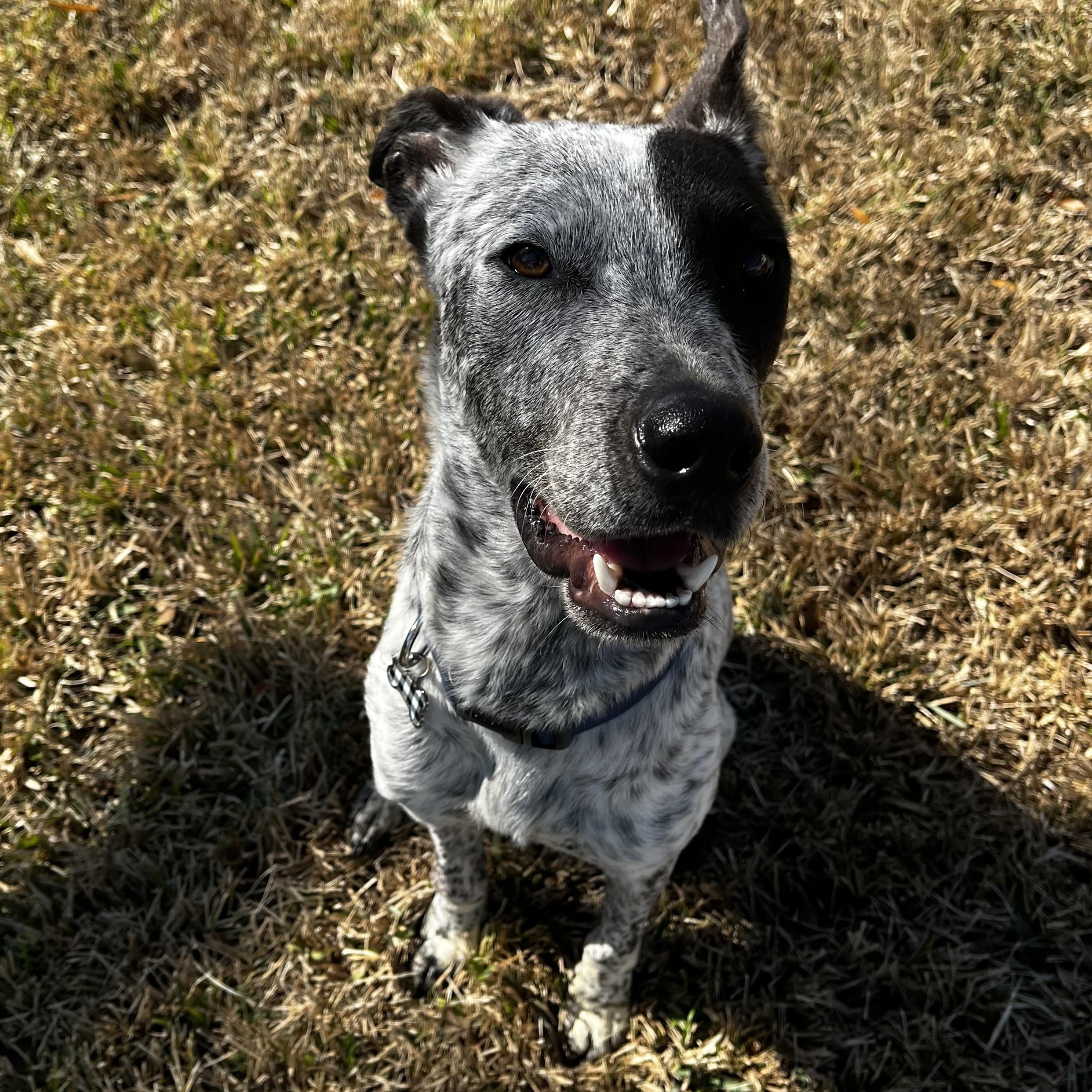 Enlarge Kinder, a ADOPTABLE mixed breed in Tallahassee, FL image 6/6
