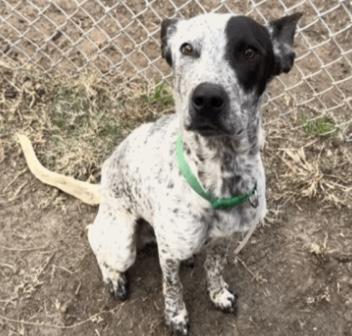 Enlarge Kinder, a ADOPTABLE mixed breed in Tallahassee, FL image 3/6