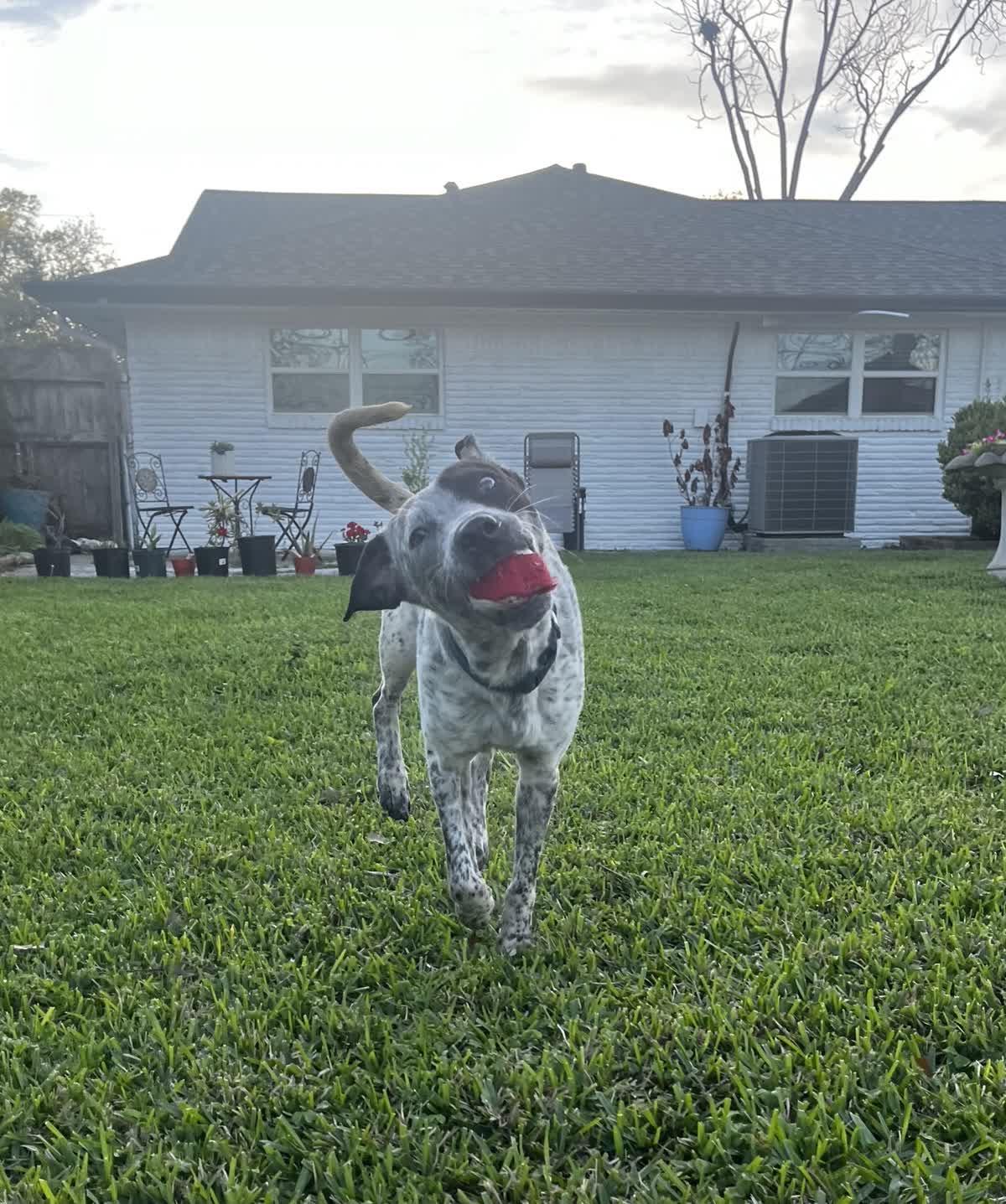 Enlarge Kinder, a ADOPTABLE mixed breed in Orlando, FL image 4/5