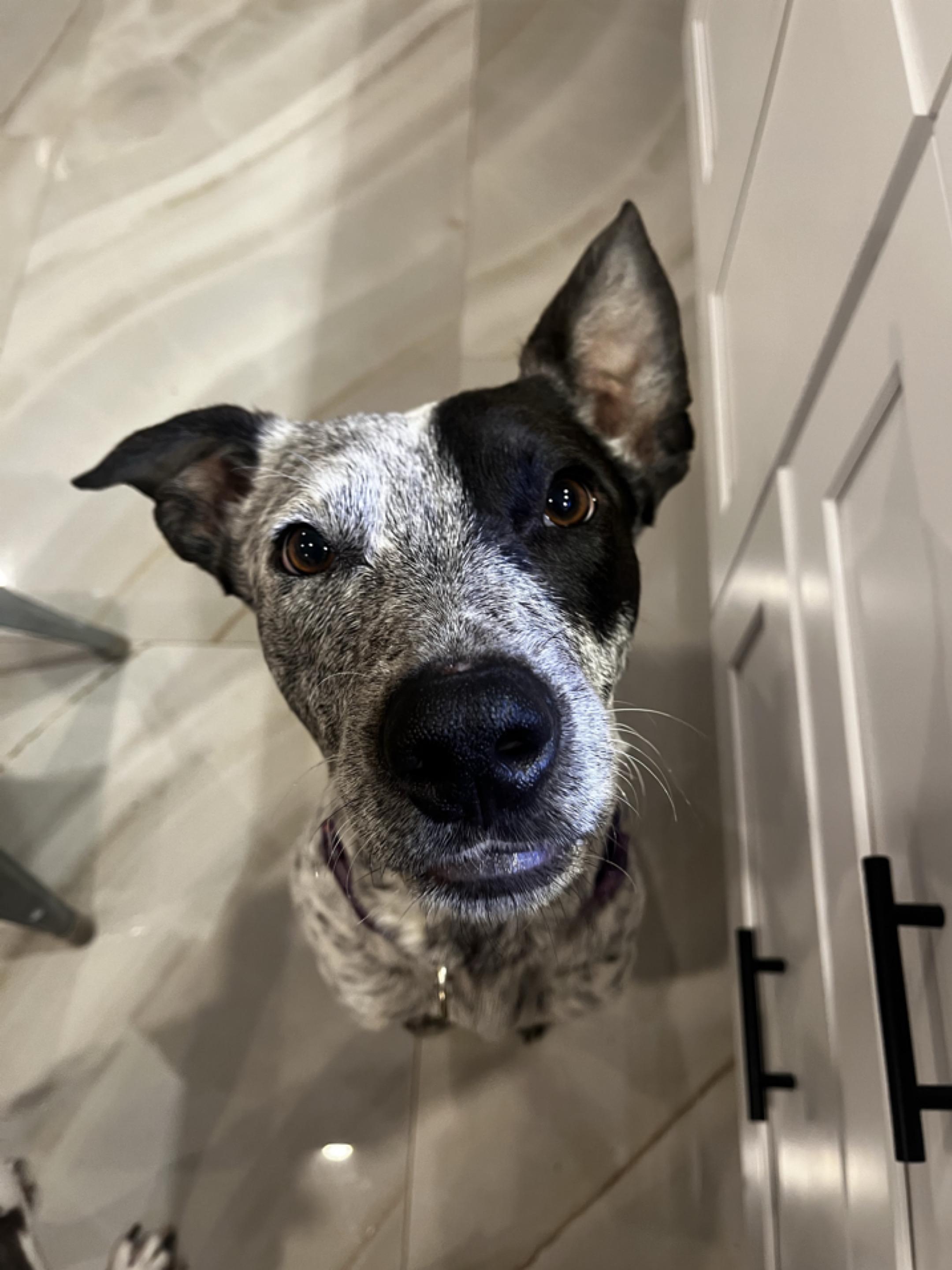 Enlarge Kinder, a ADOPTABLE mixed breed in Orlando, FL image 5/5