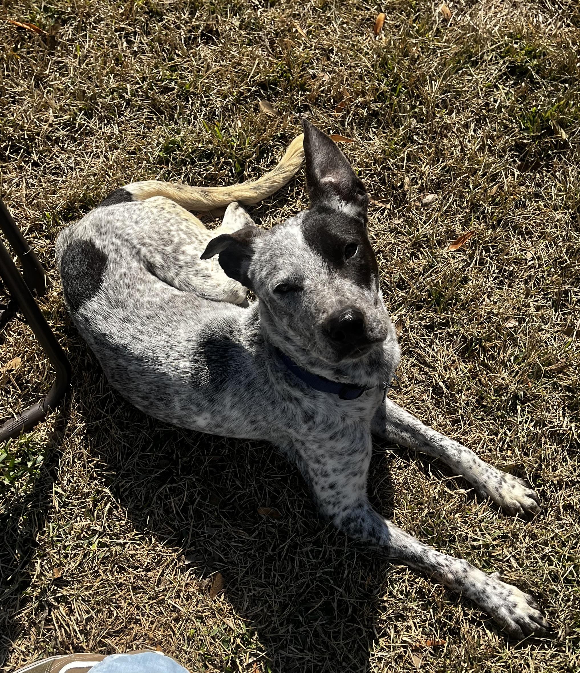 Enlarge Kinder, a ADOPTABLE mixed breed in Tallahassee, FL image 5/6