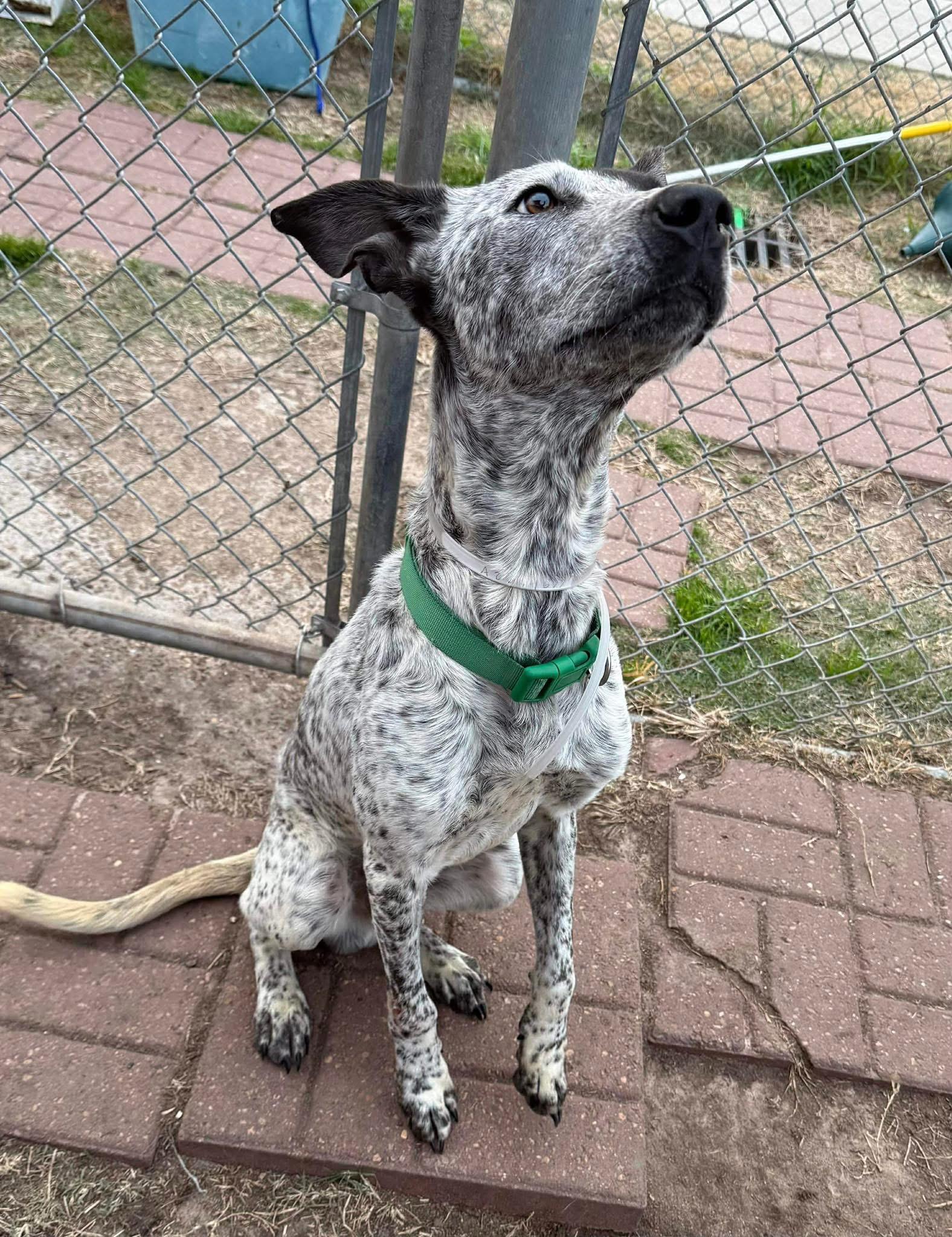 Enlarge Kinder, a ADOPTABLE mixed breed in Tallahassee, FL image 4/6