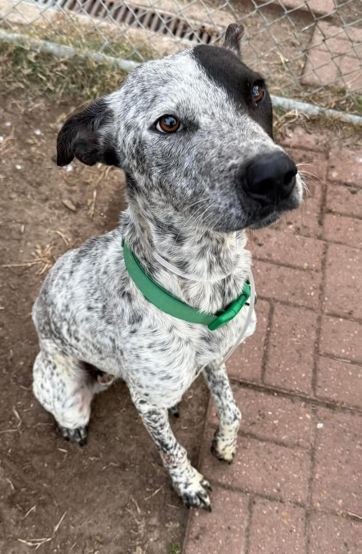 Enlarge Kinder, a ADOPTABLE mixed breed in Tallahassee, FL image 2/6