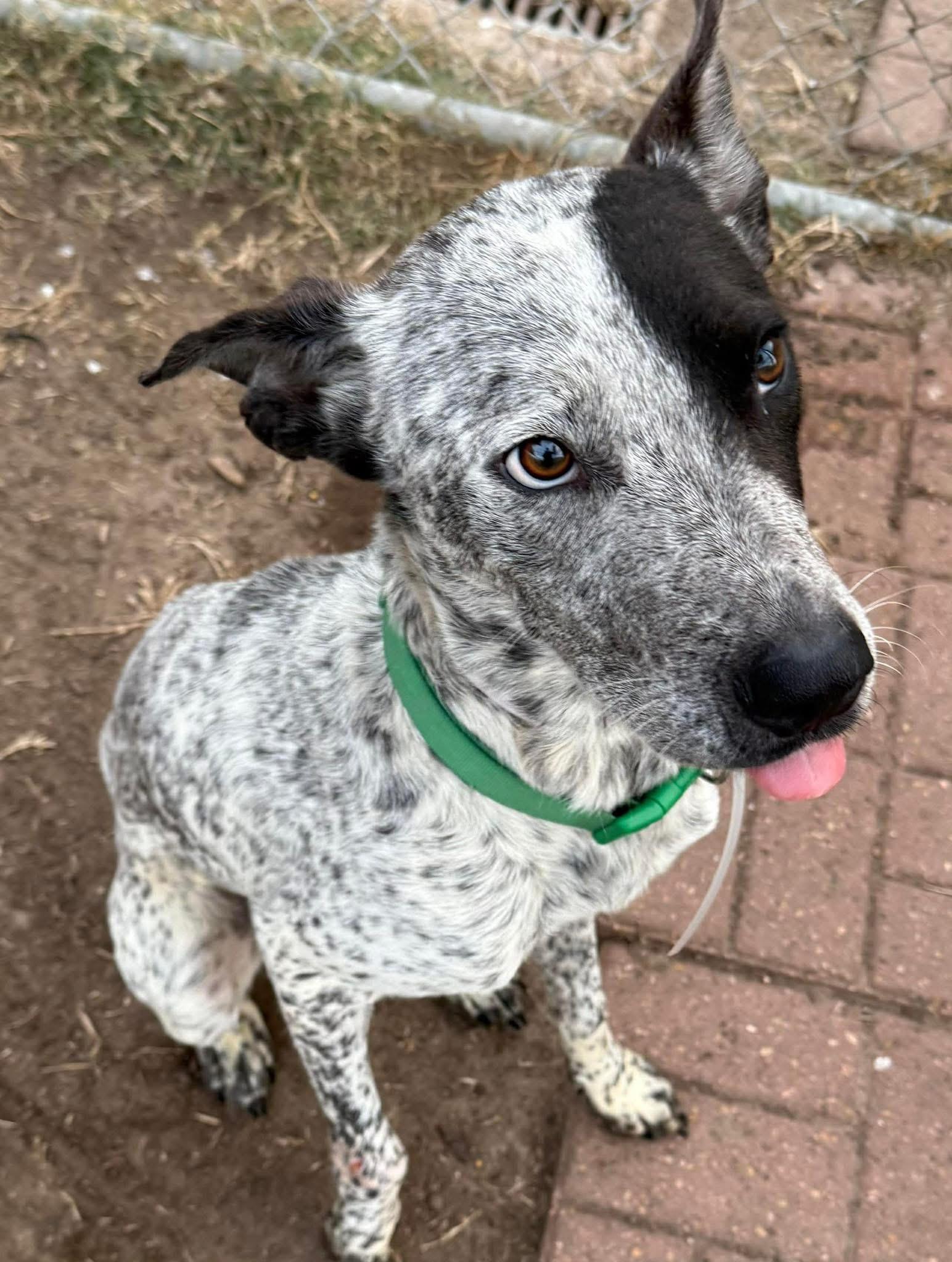 Kinder, ADOPTABLE, Young Male Cattle Dog.