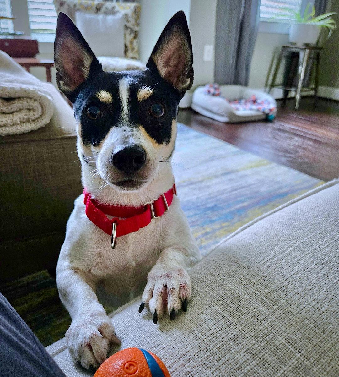 Enlarge Maynard (VA), a Adoptable Rat Terrier in Alexandria, VA image 1/3