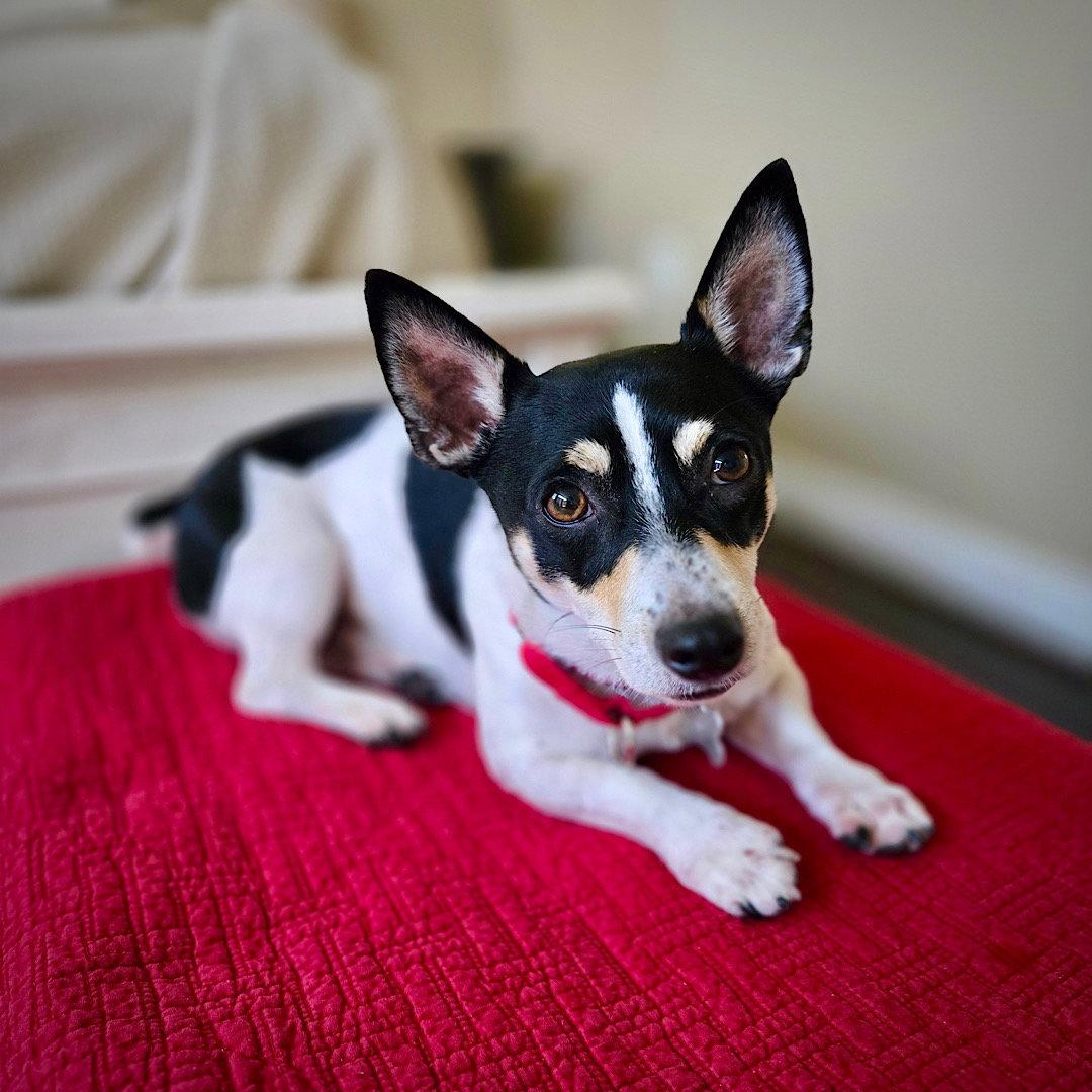 Enlarge Maynard (VA), a Adoptable Rat Terrier in Alexandria, VA image 2/3