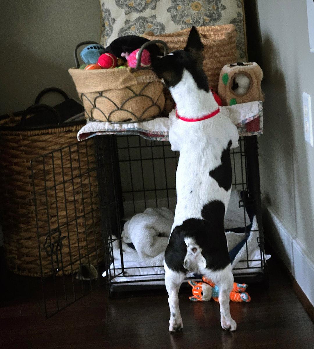 Enlarge Maynard (VA), a Adoptable Rat Terrier in Alexandria, VA image 3/3