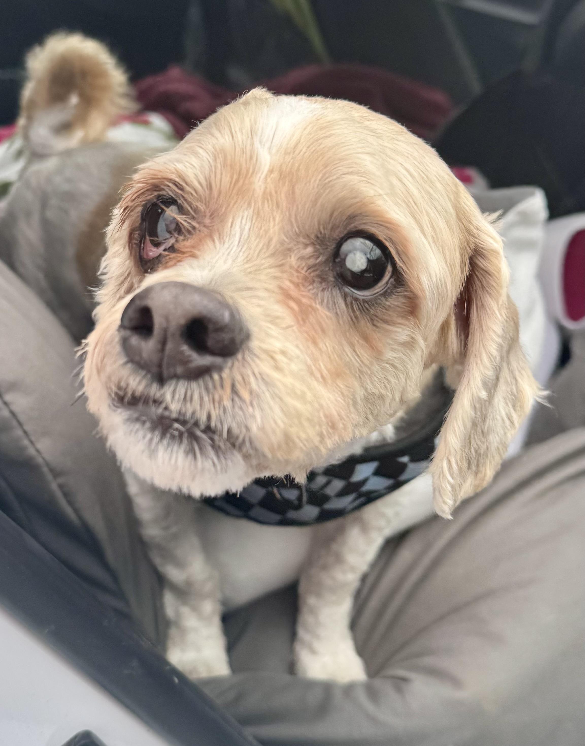 Enlarge Petey, a ADOPTABLE Cocker Spaniel in Springfield, VA image 1/1