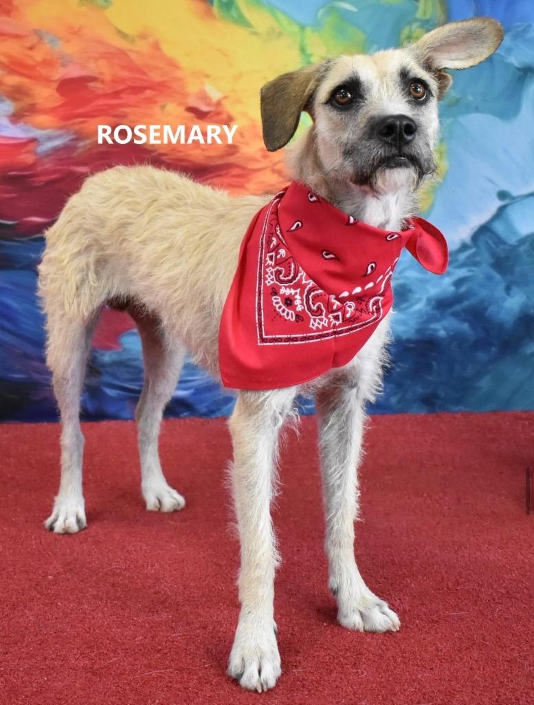 Rosemary, a Adoptable mixed breed in Gilbert, AZ image 1/3