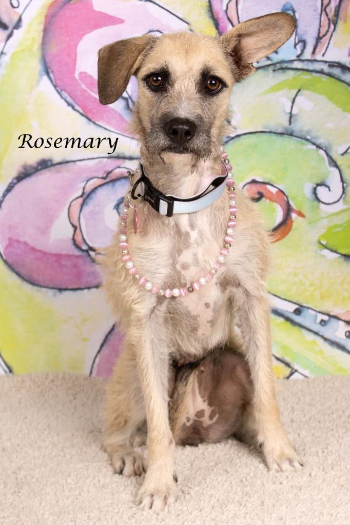 Rosemary, a Adoptable mixed breed in Gilbert, AZ image 2/3