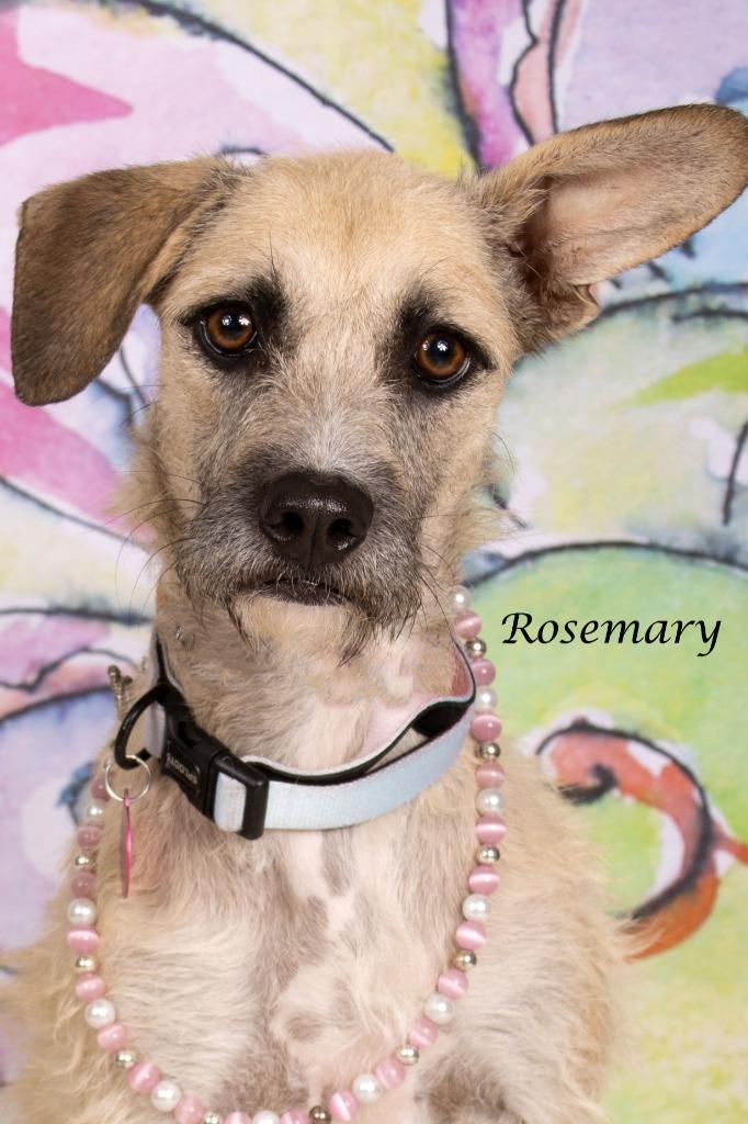 Rosemary, a Adoptable mixed breed in Gilbert, AZ image 3/3