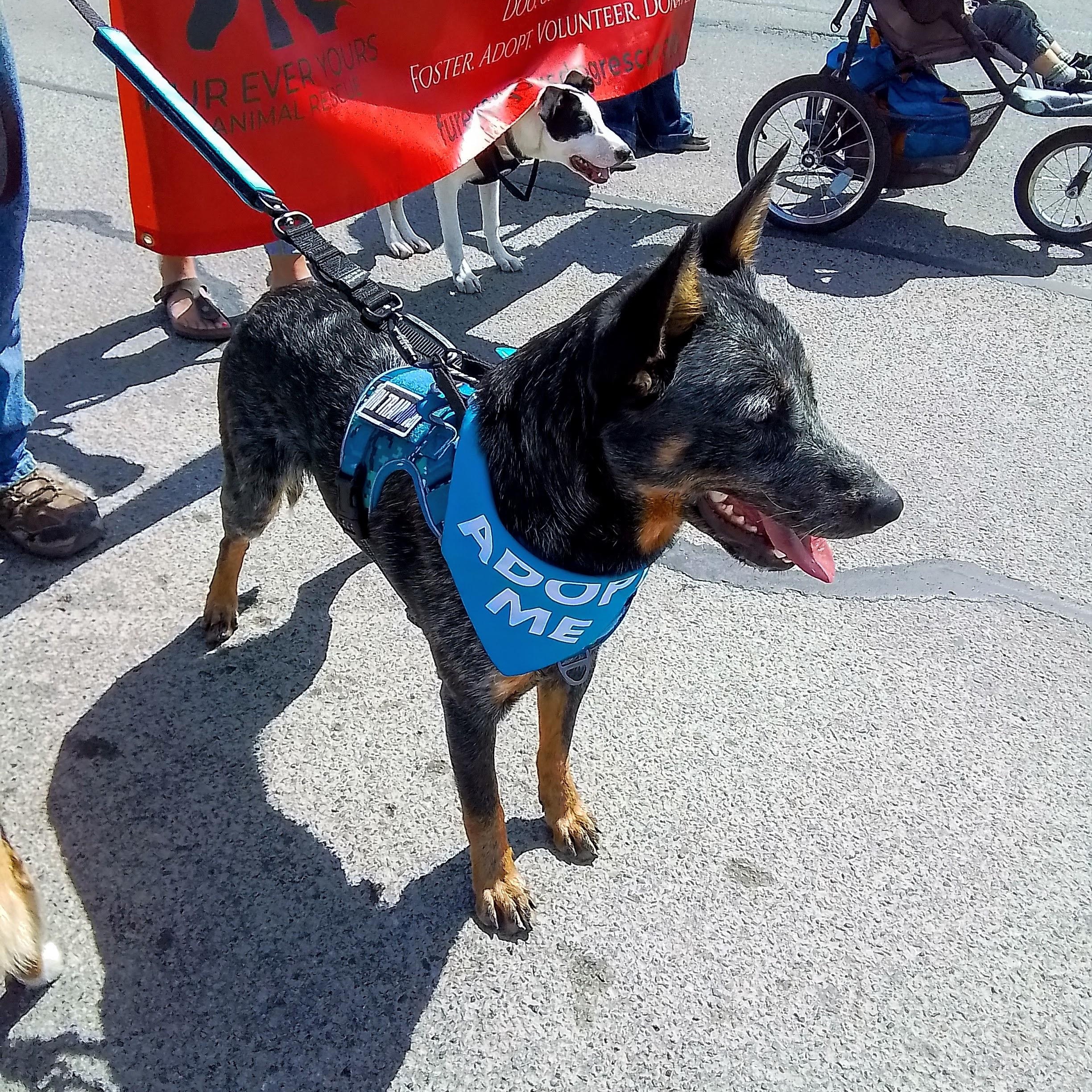 Cash, an adopted Australian Cattle Dog / Blue Heeler in Spanaway, WA image 6/6