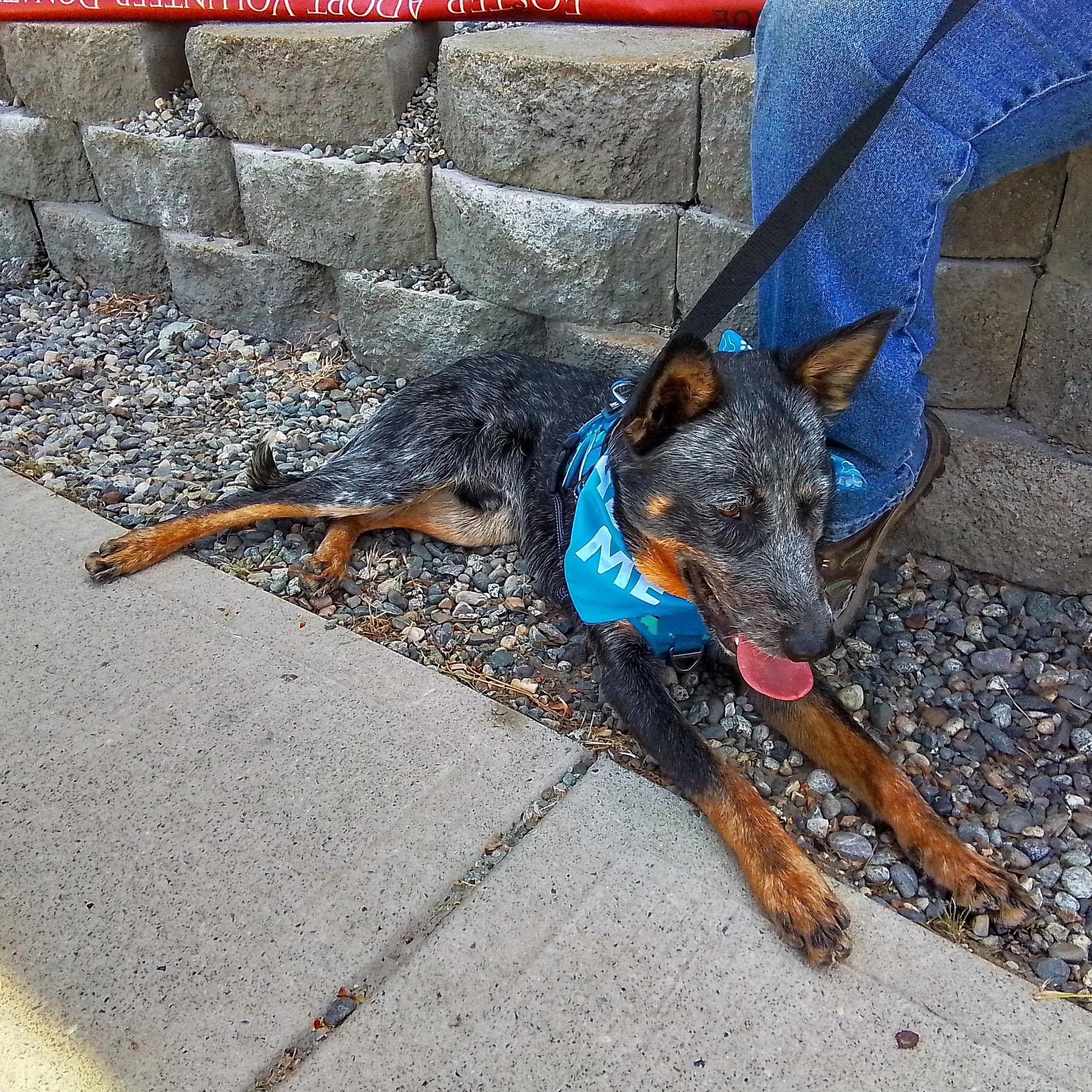 Cash, an adopted Australian Cattle Dog / Blue Heeler in Spanaway, WA image 3/6
