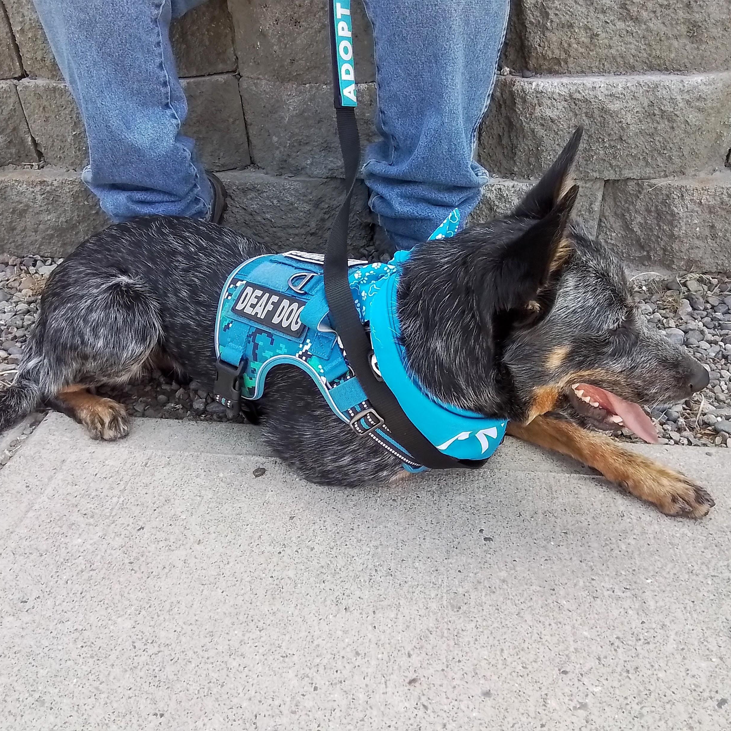 Cash, an adopted Australian Cattle Dog / Blue Heeler in Spanaway, WA image 4/6