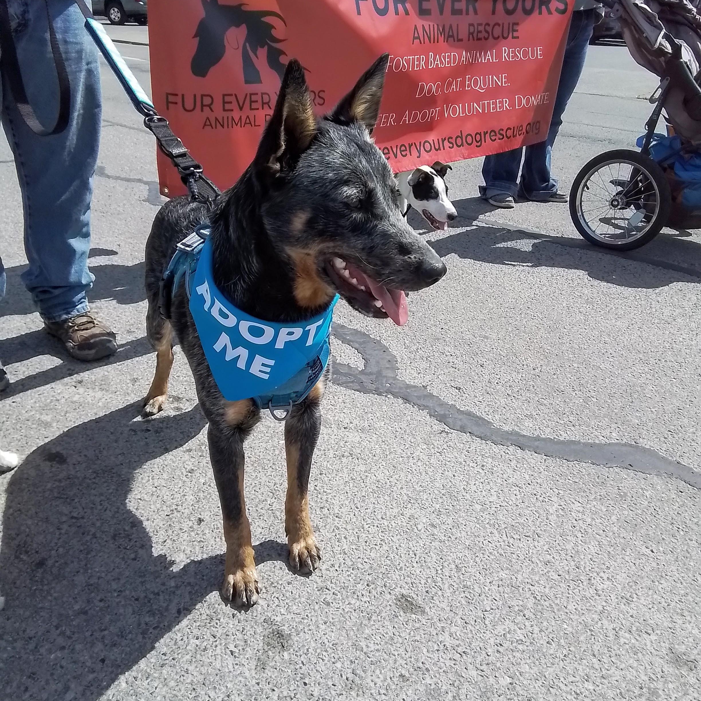 Cash, adopted, Young Male Australian Cattle Dog / Blue Heeler.