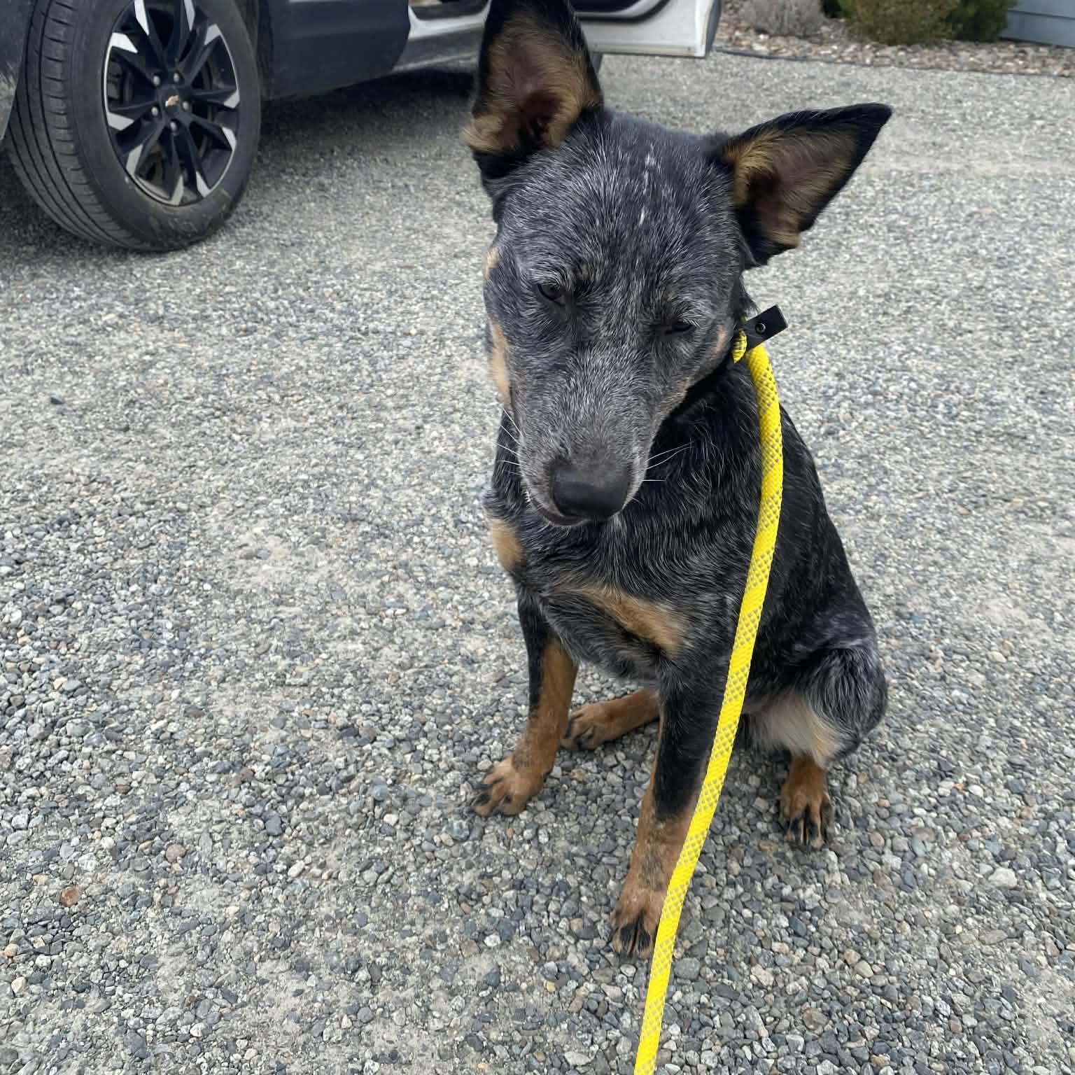 Cash, an adopted Australian Cattle Dog / Blue Heeler in Spanaway, WA image 2/6