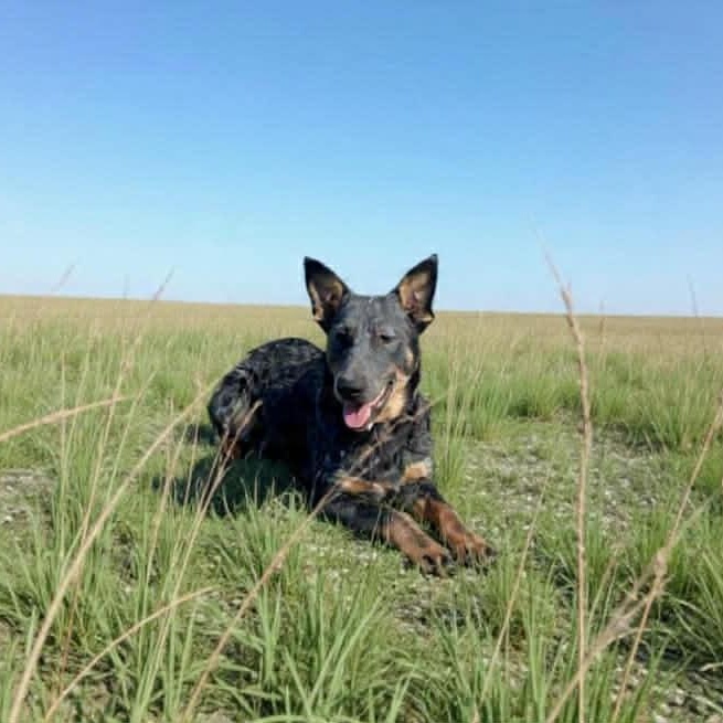 Cash, an adopted Australian Cattle Dog / Blue Heeler in Spanaway, WA image 5/6
