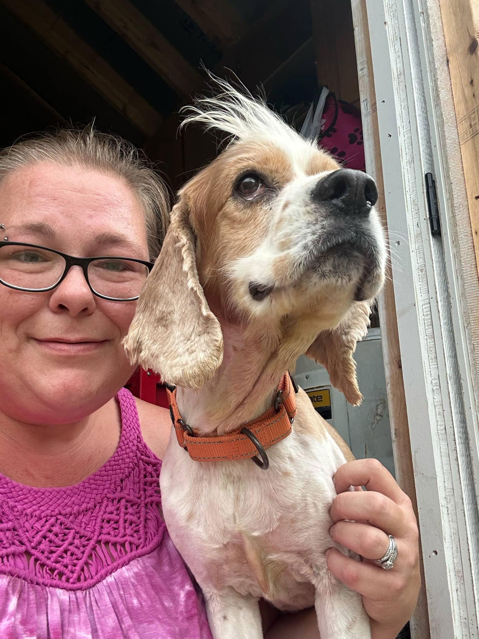 Ozzie, Adoptable, Young Male Cocker Spaniel.