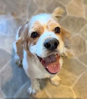 Enlarge Ozzie, a Adoptable Cocker Spaniel in Berlin, MD image 3/3