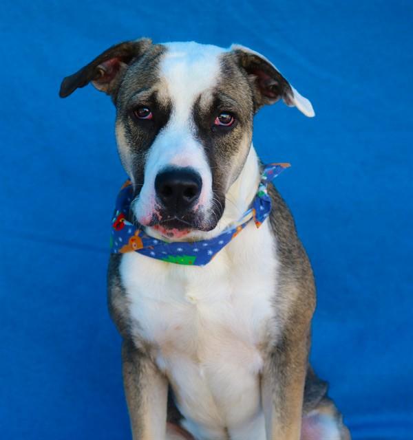 ZEEK, Adoptable, Young Male Pit Bull Terrier.