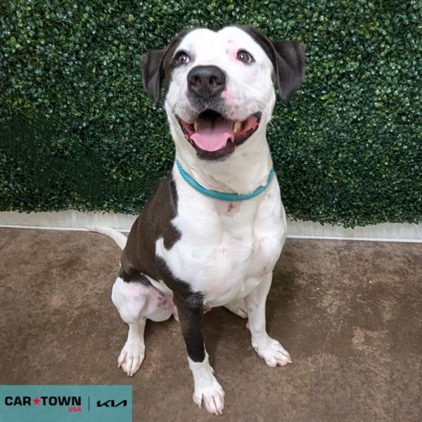 Oreo, Adoptable, Adult Male Pit Bull Terrier.