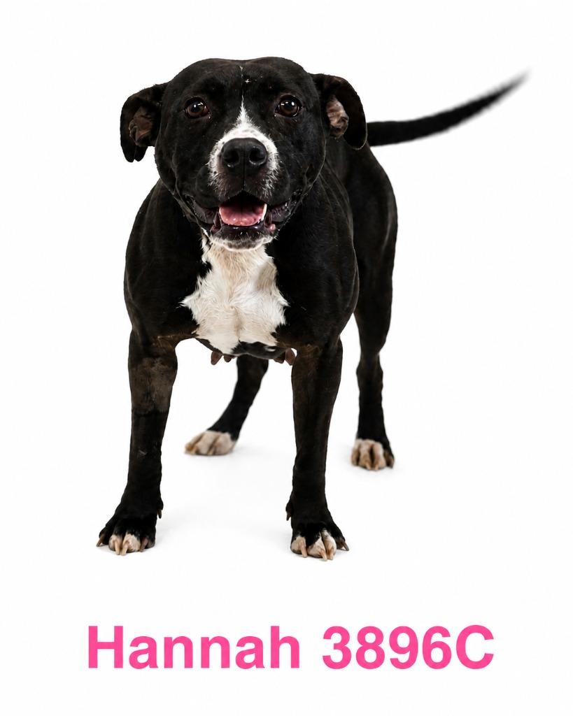 Enlarge Hannah, a Adoptable Mixed Breed in Bossier City, LA image 1/6